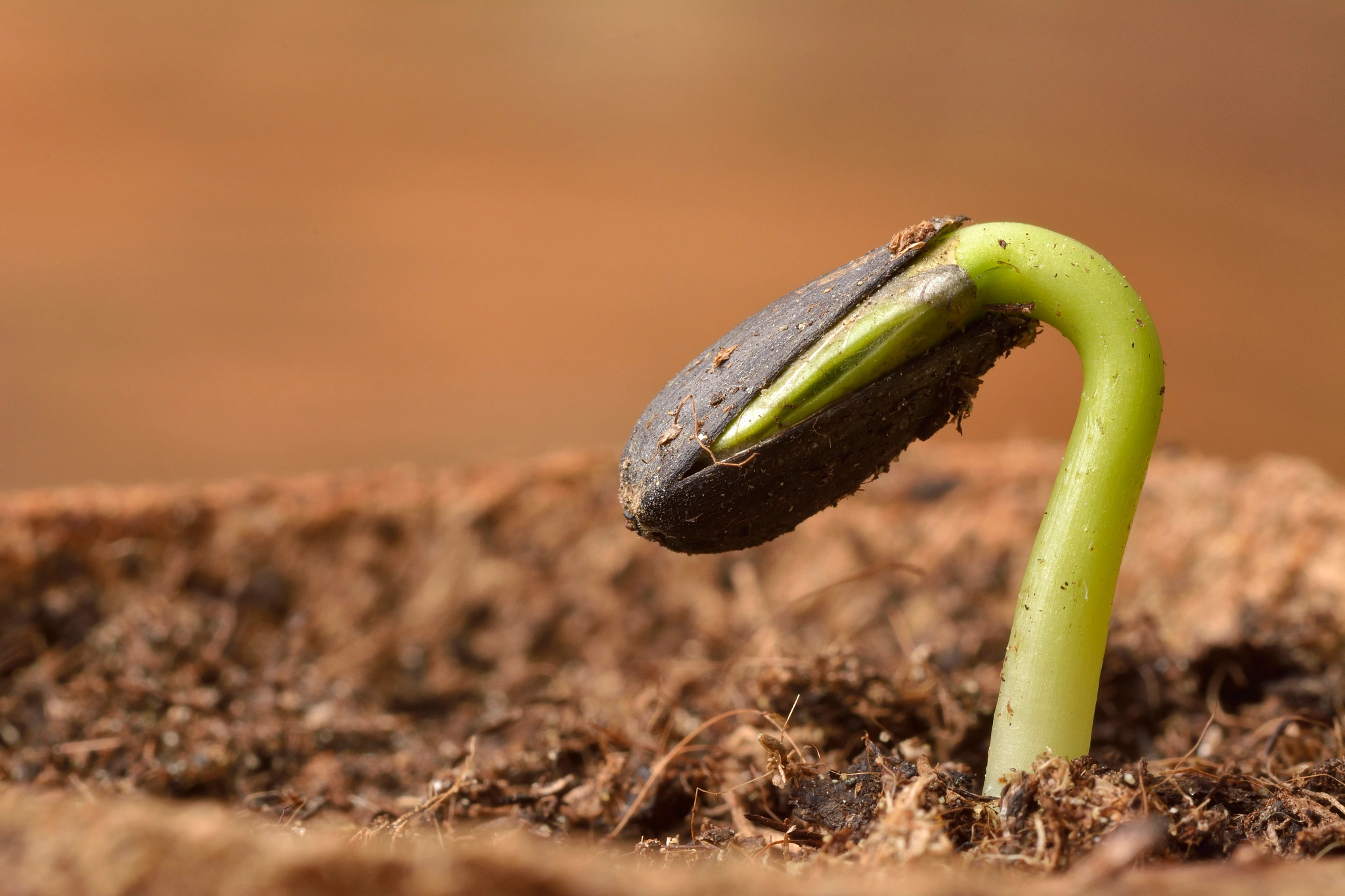 Charles River performs a range of terrestrial ecotoxicology studies in plants and soil organisms.