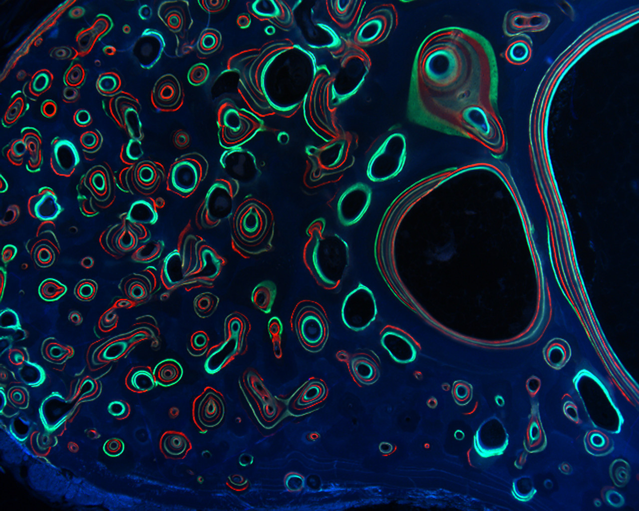 musculoskeletal toxicology image