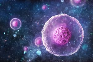 Human animal cell under microscope