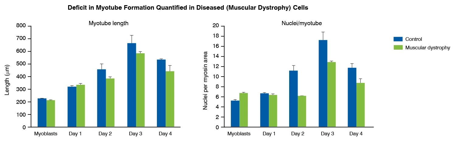quantification of myotube formation in muscular dystrophy cells