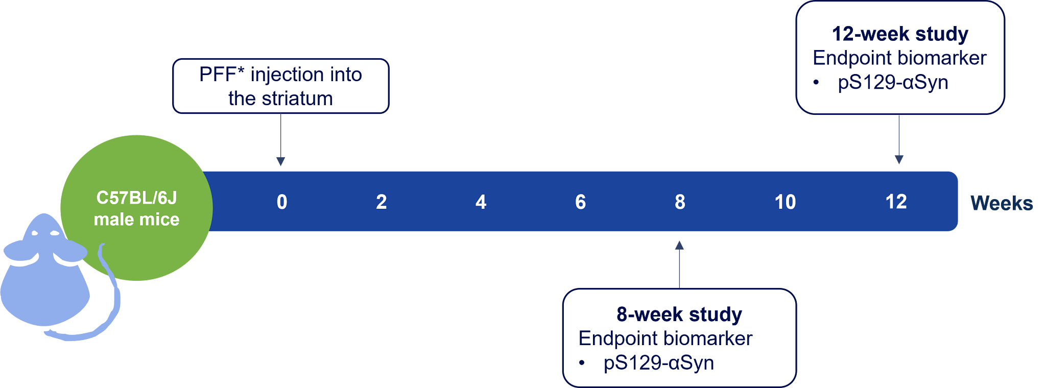PFF Mouse Model Study Paradigm