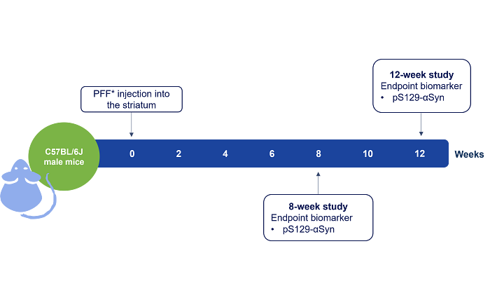 PFF Mouse Model Study Paradigm