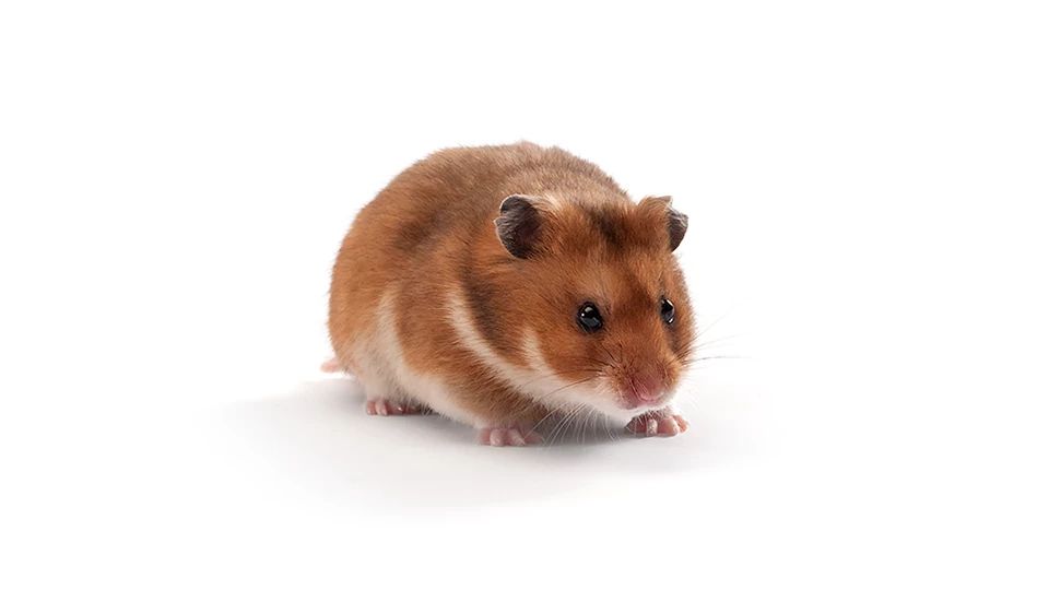 LVG Golden Syrian Hamster