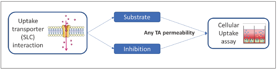Uptake transporter inhibition or substrate assessment.