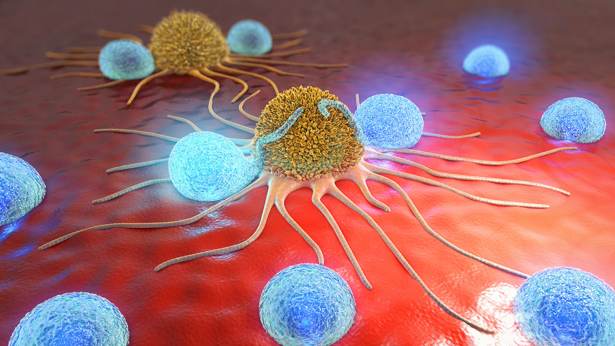 A diagram depicting in vivo and in vitro testing.