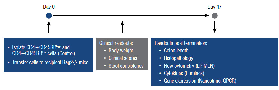 T Cell Transfer Model of Inflammatory Bowel Disease (IBD) | Charles River