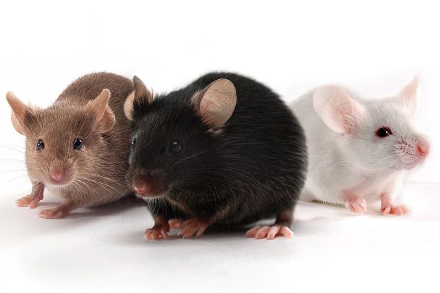 lab mice research