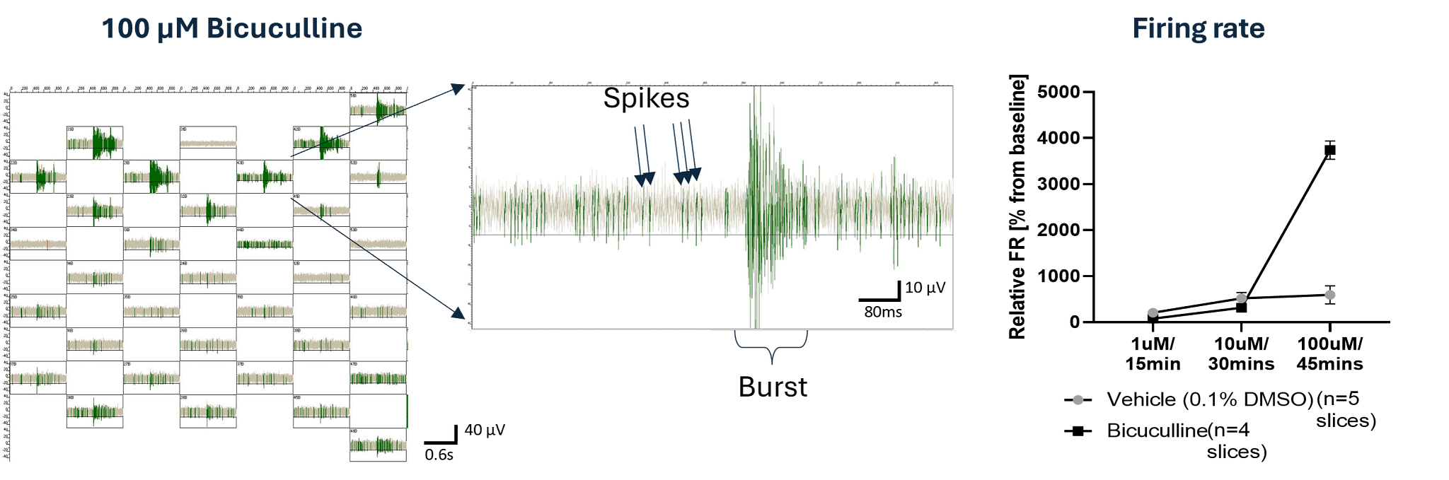 Multi-Electrode Array Electrophysiology | Charles River