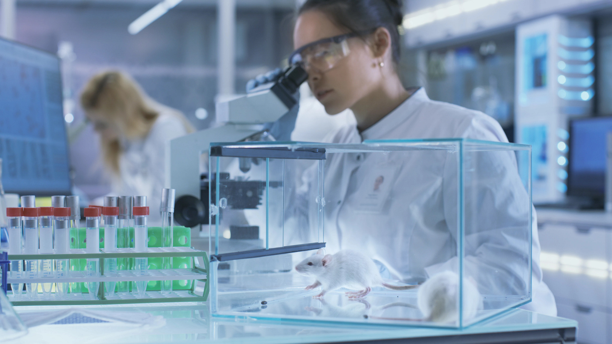 Medical Research Scientist Examines Samples under Microscope