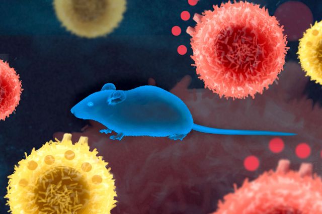Graphic image of mouse in front of cancer cells to represent the immuno-oncology pharmacodynamic models offered at Charles River