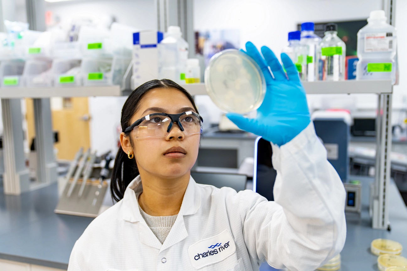 Gloved lab worker examining bacteria in a petri dish.  