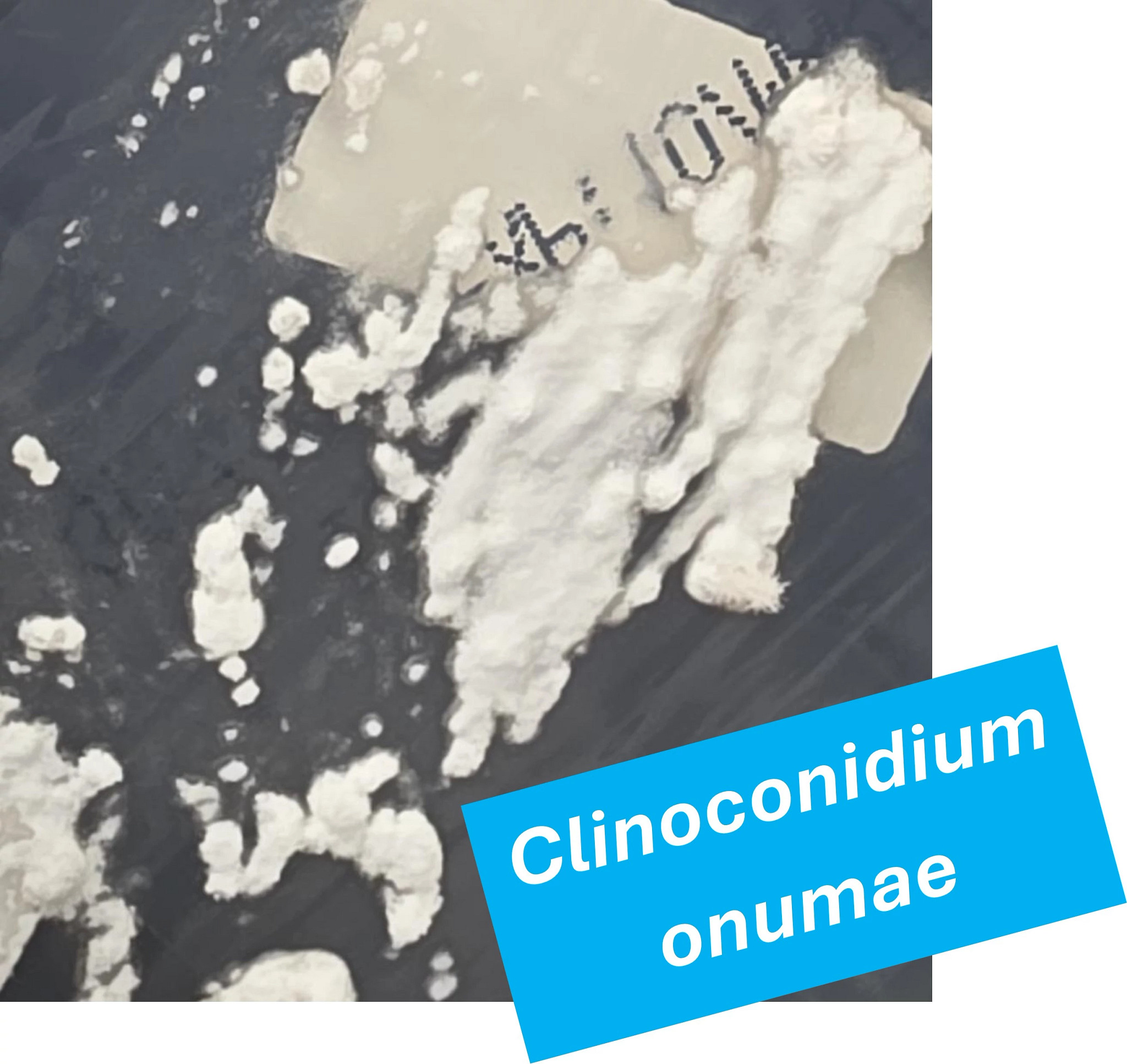 Clinoconidium onumae Captioned (1).jpg