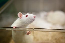 rodent in clean bedding