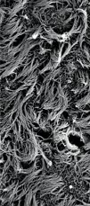 CILIA FROM HUMAN LUNG.jpg