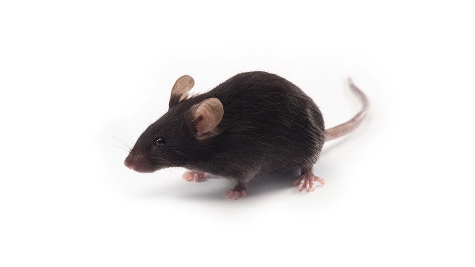 black mouse