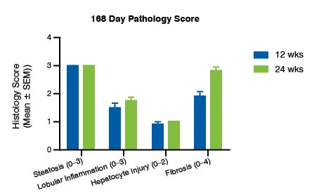 Bar graph showing the pathology score for the ob/ob mouse model 