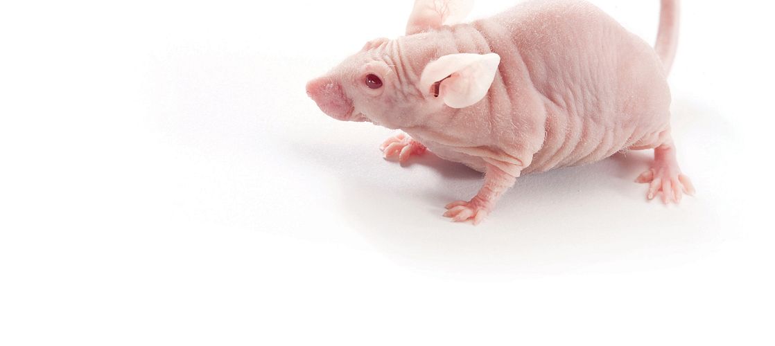 Mouse Models for Testing Cancer Immunotherapies Charles River