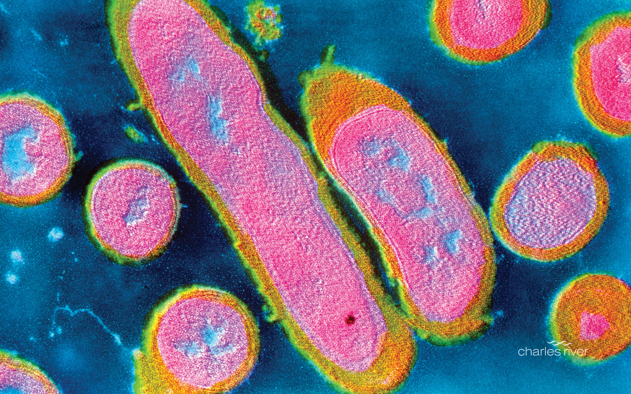 Erysipelothrix rhusiopathiae bacterium associated with livestock, depicted in soil and water environments, highlighting its persistence and the need for prevention and vaccination.