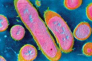 Erysipelothrix rhusiopathiae bacterium associated with livestock, depicted in soil and water environments, highlighting its persistence and the need for prevention and vaccination.