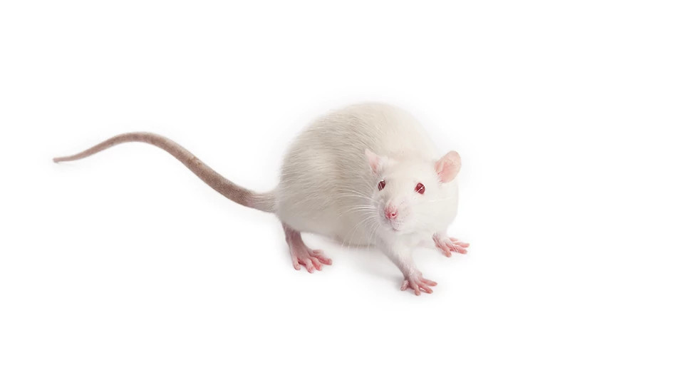 Wistar Rat | Charles River