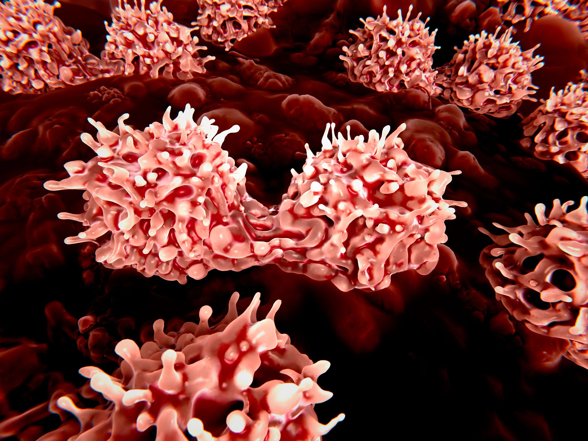 red stem cells