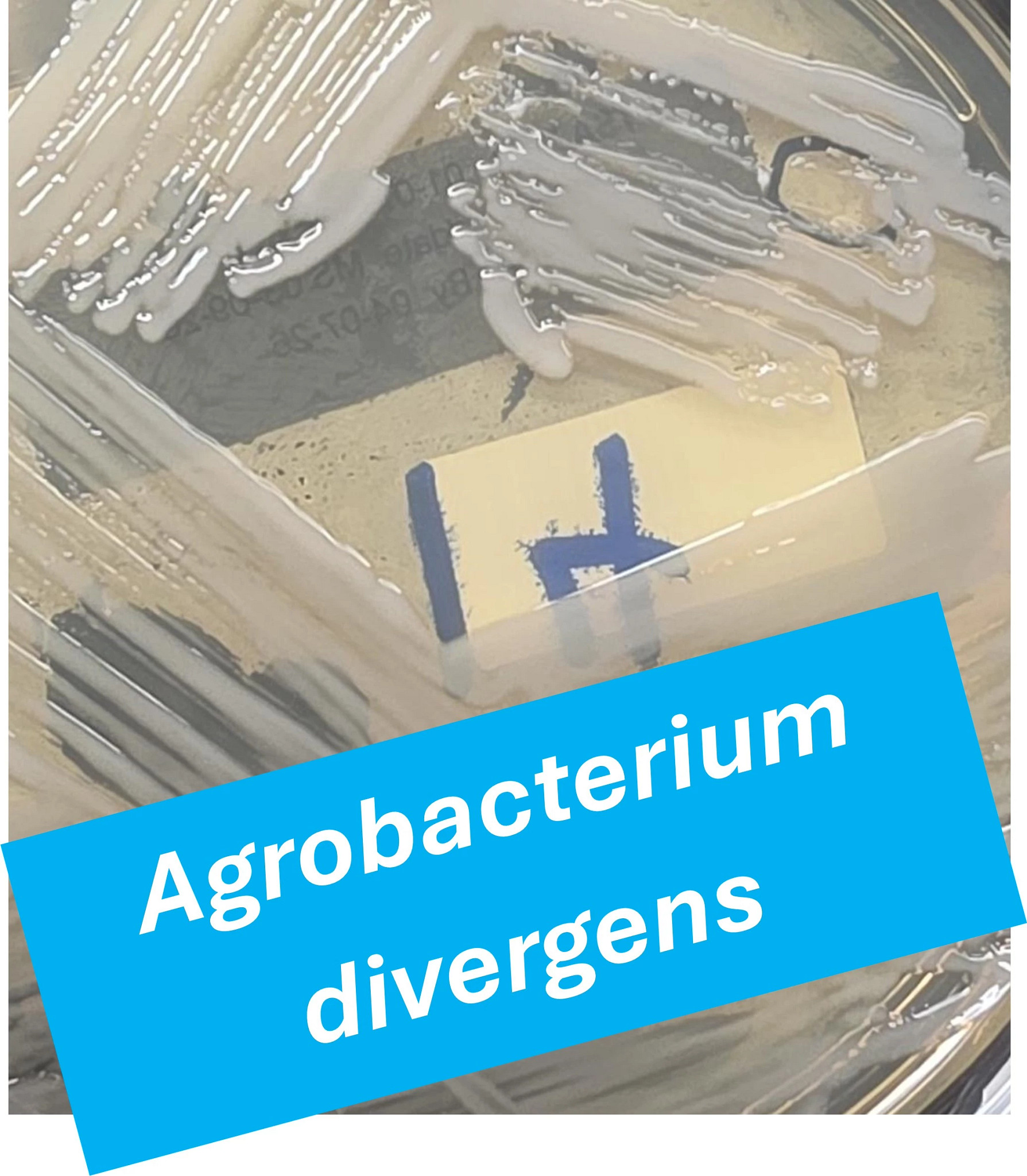 Agrobacterium divergens_Captioned (1).jpg