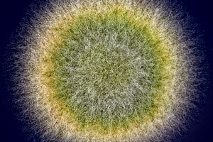 macro X-ray shot of fuzzy mold