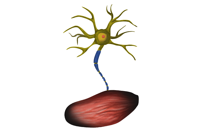 Illustration of an ALS motor neuron