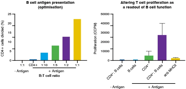 B Cell antigen and T Cell proliferation as a readout of B Cell function