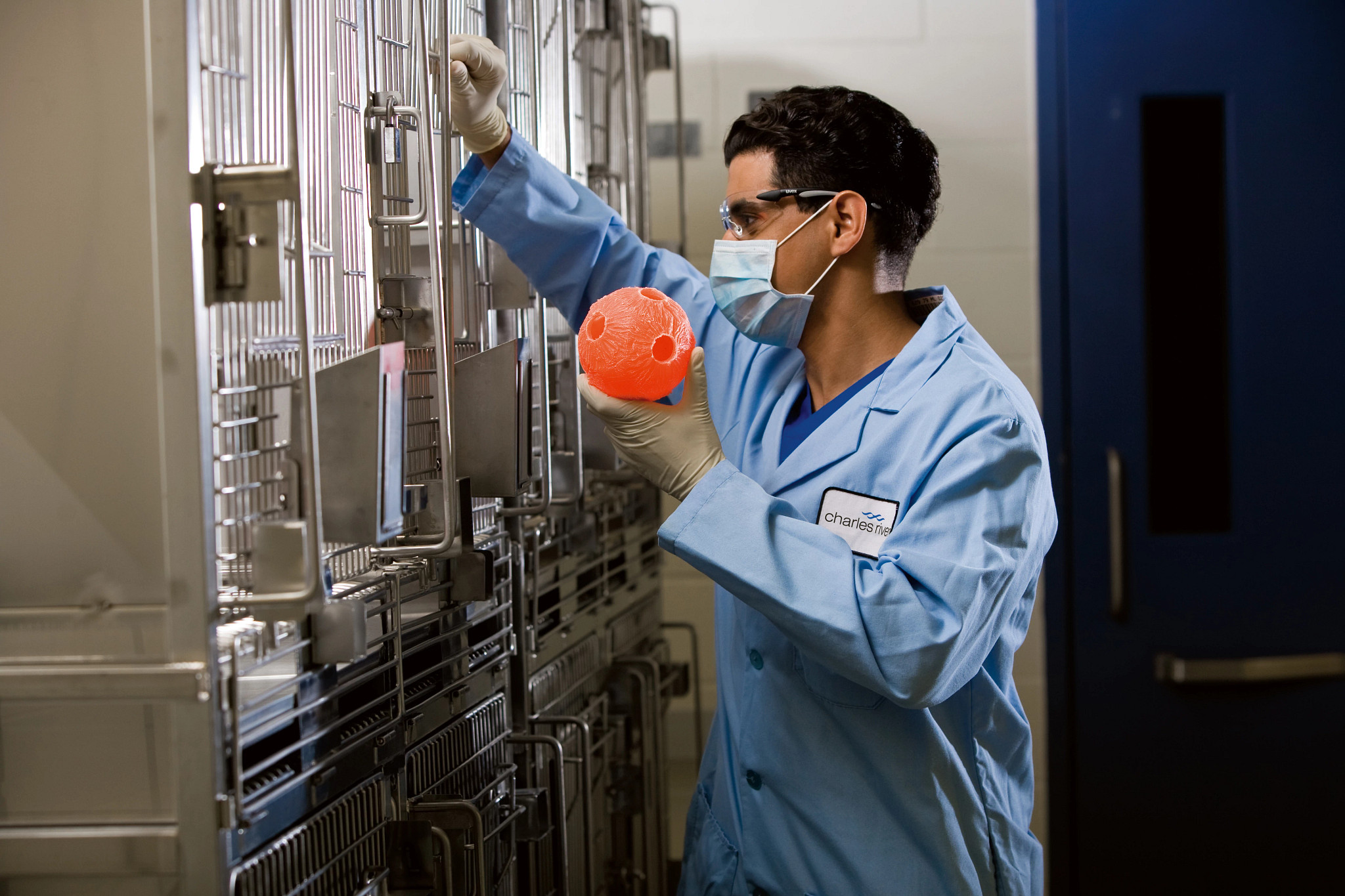 lab tech about to place a toy in an animal cage