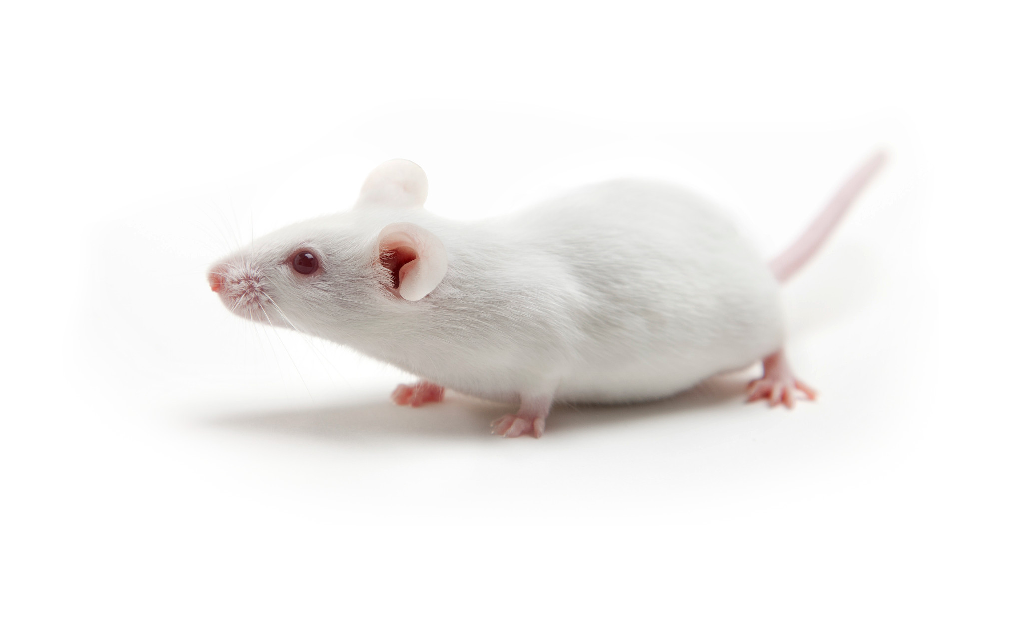 white mouse
