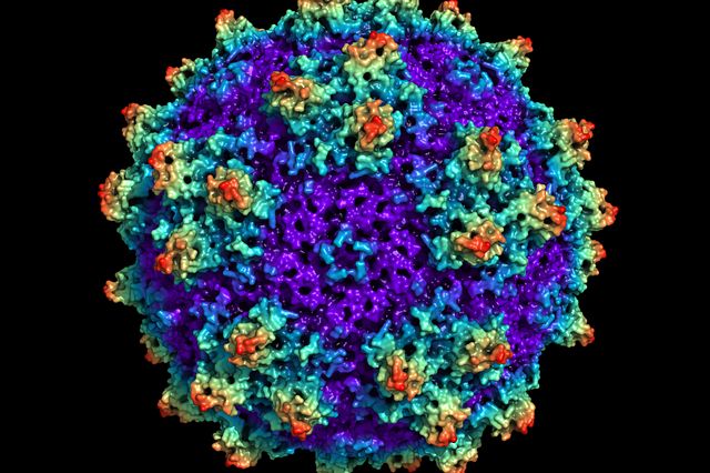 Representation of an adeno-associated virus (AAV) particle in CGMP virus production