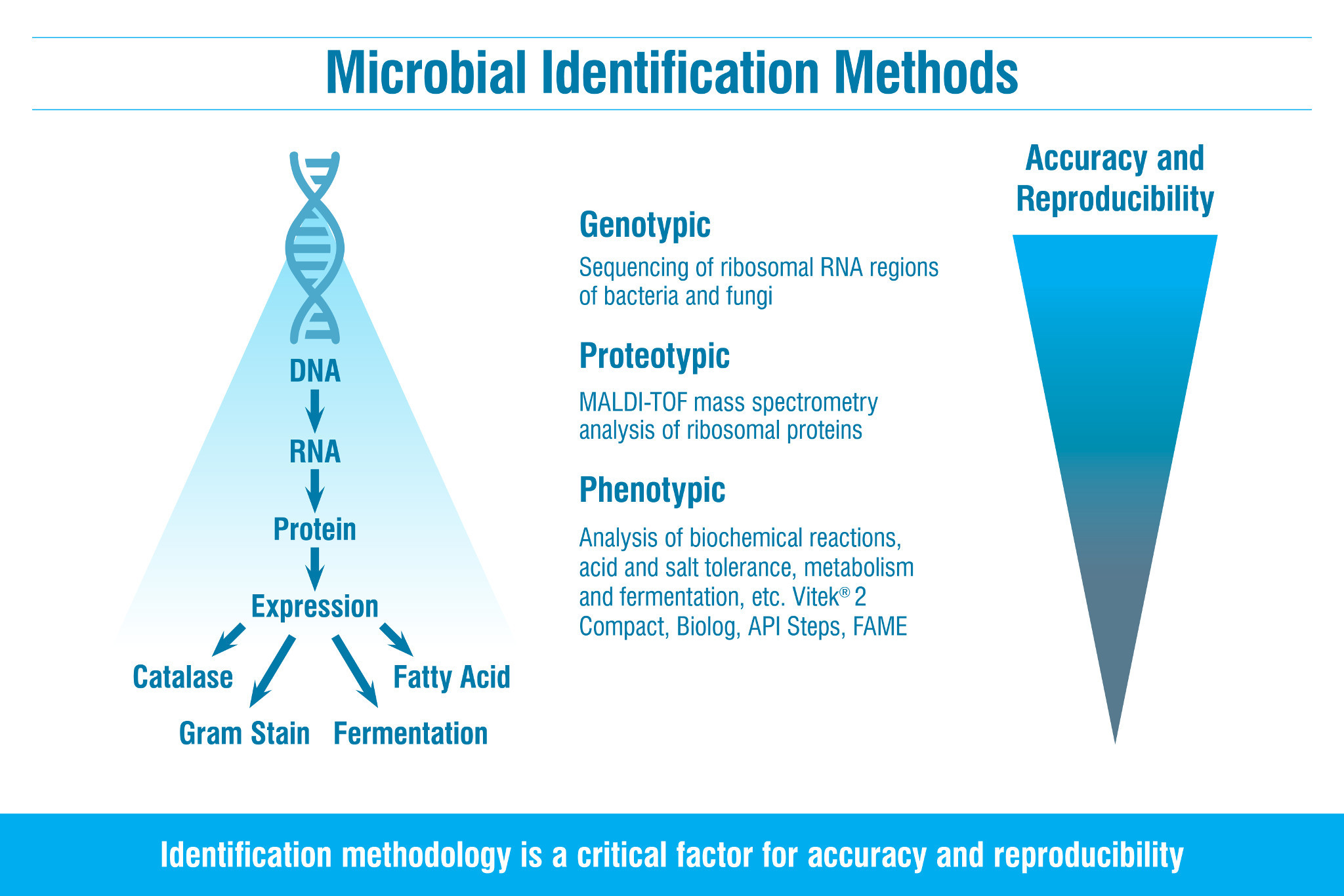 Microbial Identification | Charles River