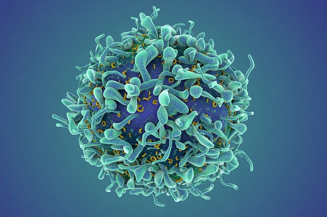 Rendering of a T cell, one of the cell types Charles River can analyze by ELISpot assay to assess immunogenicity.