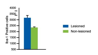 A graph of quantification of Iba-1 of immunohistochemistry stained striatum after 6-OHDA lesioning