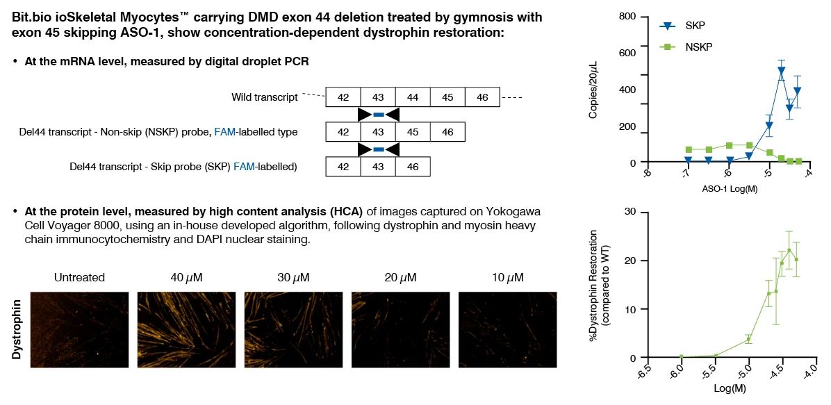 concentration dependent dystrophin restoration by an exon 45 skipping ASO