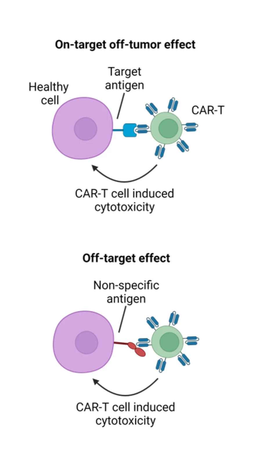 diagram of off-tumor cytotoxicity