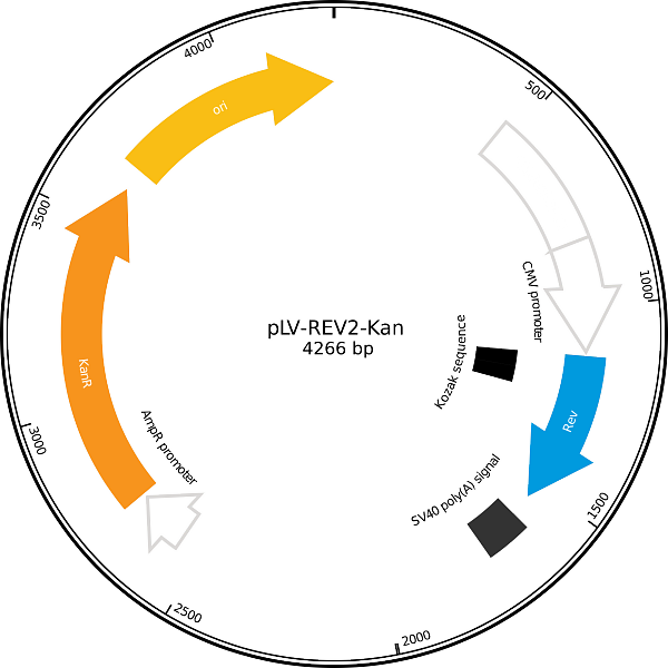 Lentiviral vector packaging plasmid map for pLV-REV2-Kan