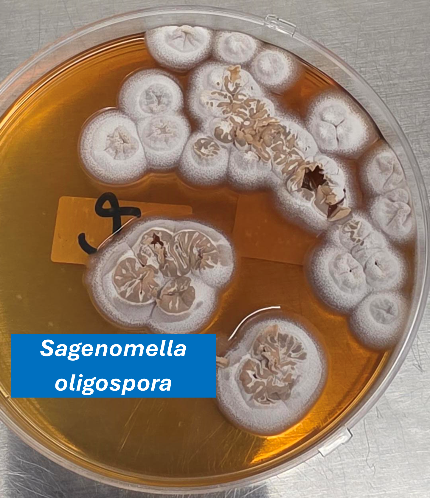 Sagenomella oligospora.png