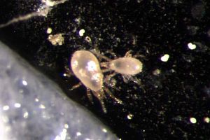 Image of predatory mites from a microscope