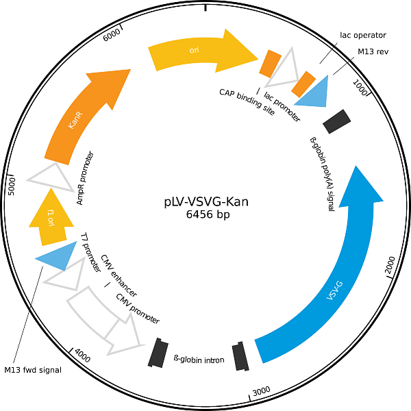 Off-the-Shelf Lentiviral Vector Packaging Plasmids | Charles River