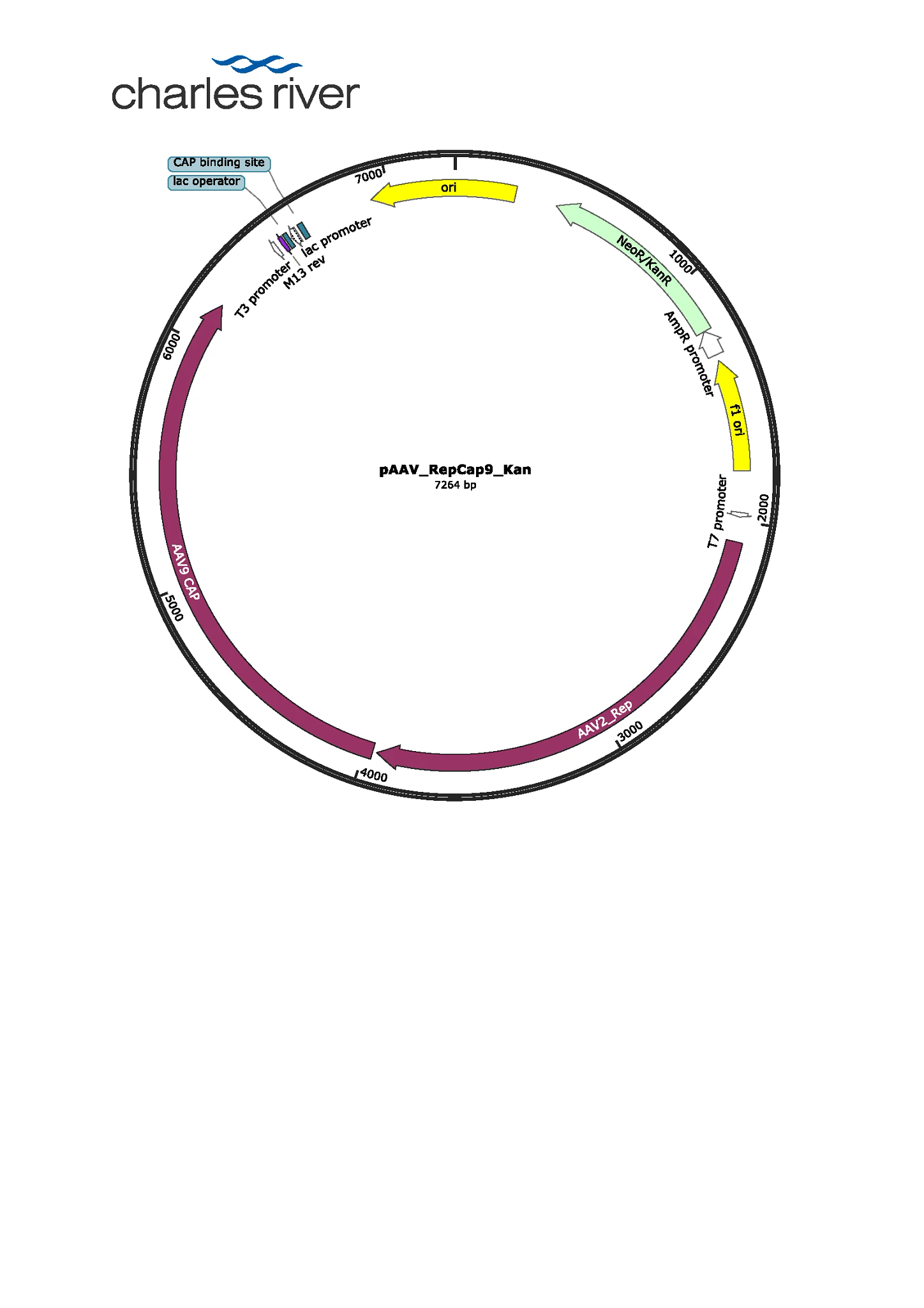 pAAV-RepCap9_Kan map PNG
