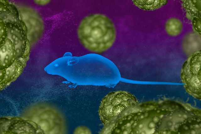 Cell derived Xenograft (CDX) mouse model in front of an abstract background of cancer cells