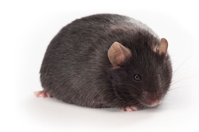 This diet-induced mouse model is a common NASH Model used in our drug discovery studies.