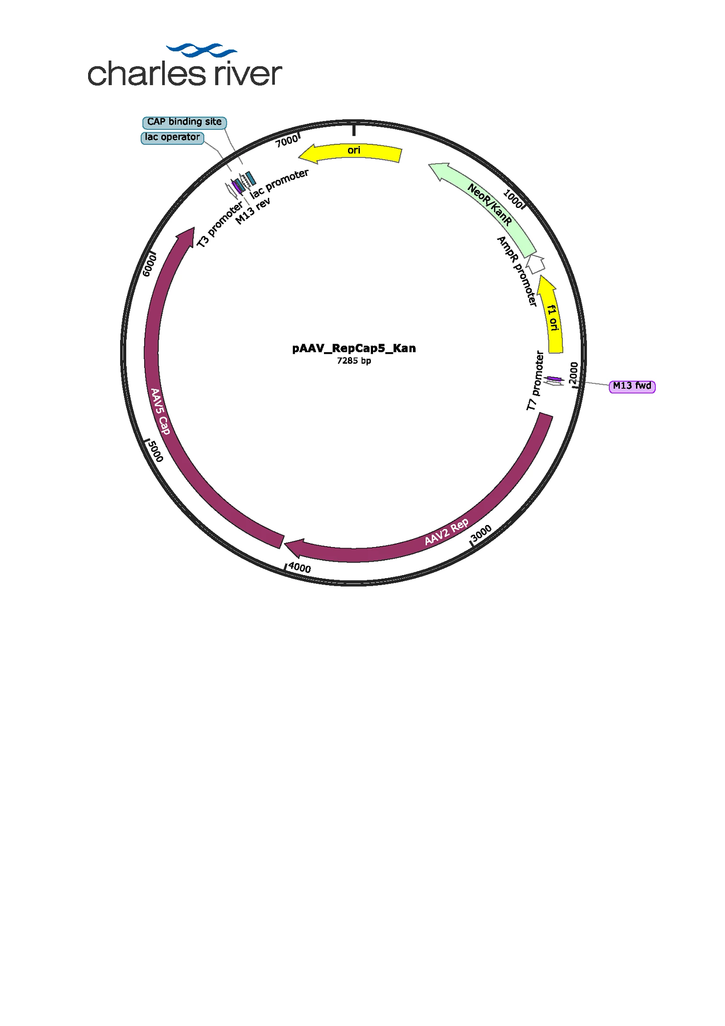 pAAV_RepCap5_Kan map PNG