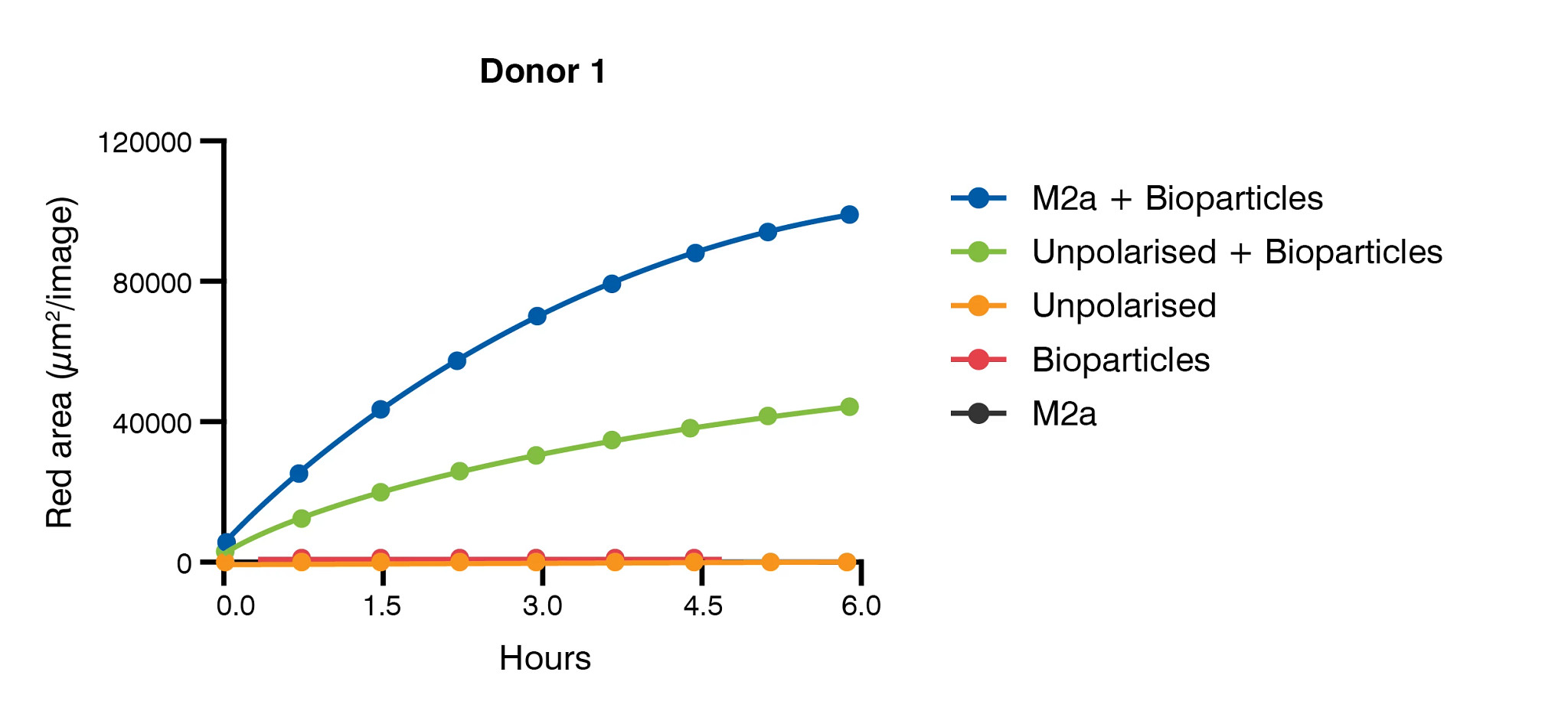 Schema of fluorescence and real time images over time analyzing phagocytose with bioparticles in unpolarized and polarized M2a macrophage