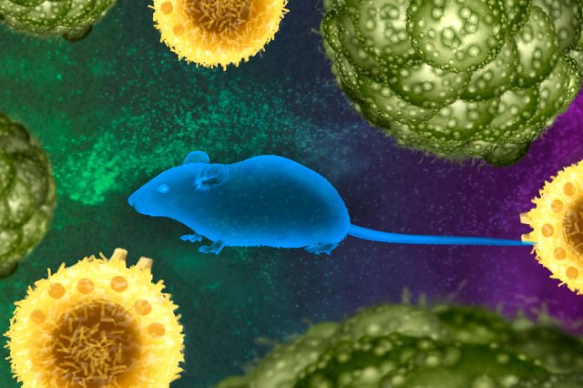 Graphic image of mouse in front of cancer cells to represent the syngeneic mouse models offered as an oncology service at Charles River