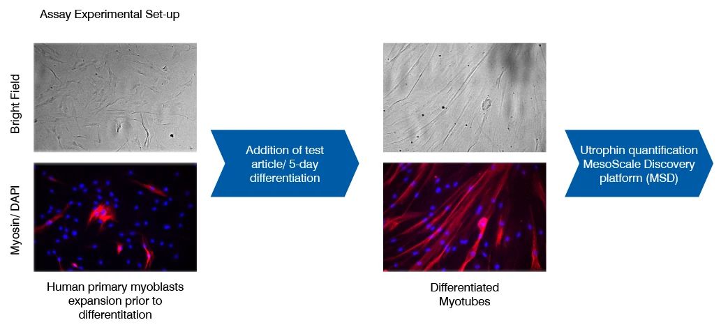 utrophin quantification in myotubes