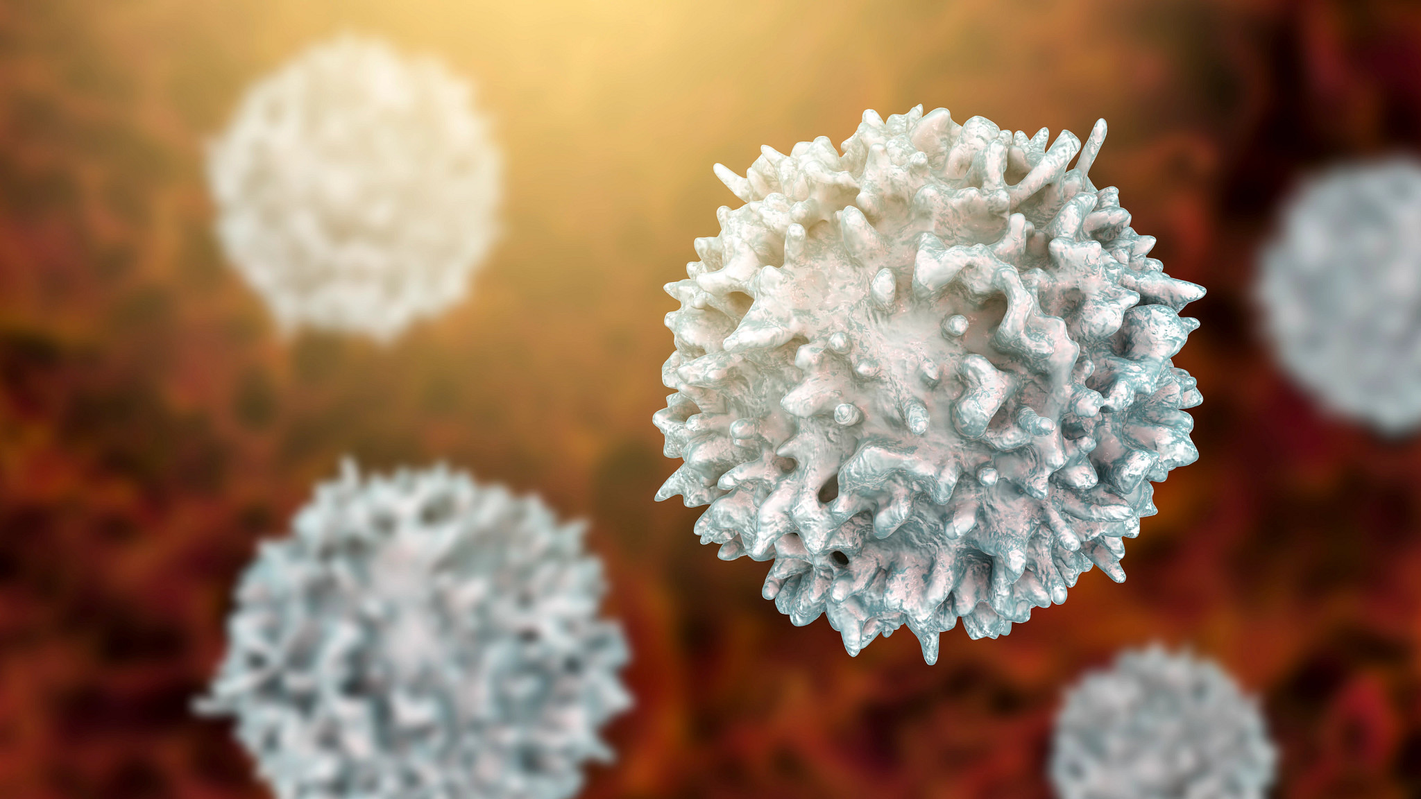 Closeup view of T-cell or B-cell