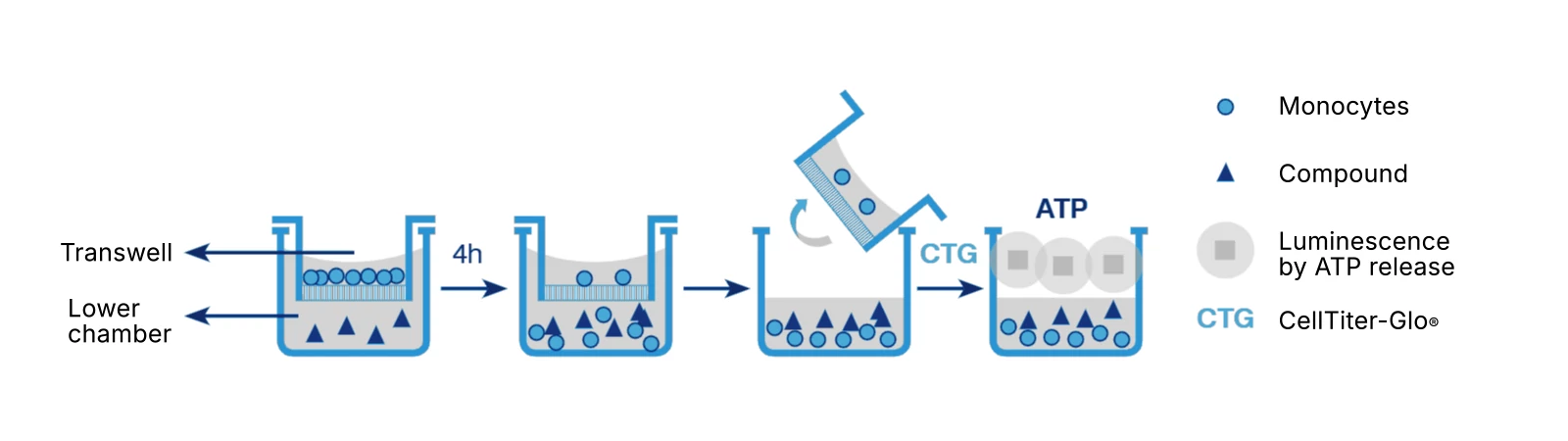 Figure 1. Chemotaxis assay principle with human monocytes